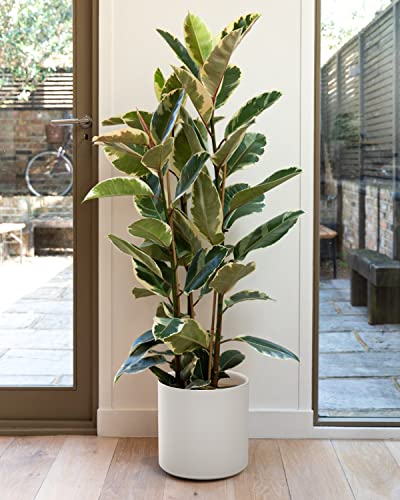 Ceramic 12" Tropical Plant Pot, Mid-Century Style White