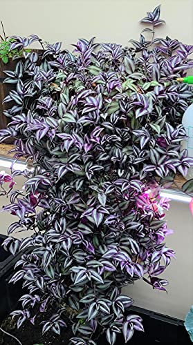 Silver & Purple Wandering Jew Cuttings (9)