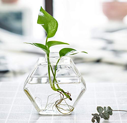 Hexagon Glass Planter Set for Plant Lovers