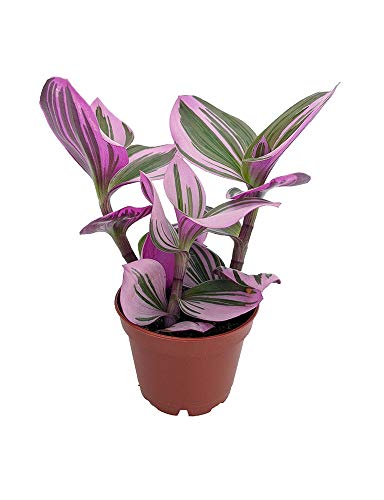 Collector's Rare Nanouk Pink Tradescantia - 2.5