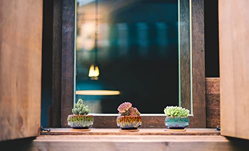 Set of 5 Cute Succulent Pots with Saucers