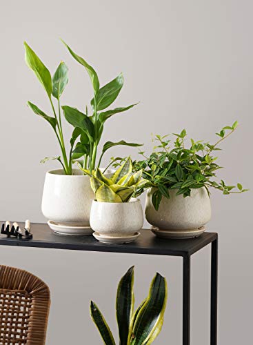 Tropical Ceramic Planters Set with Saucer