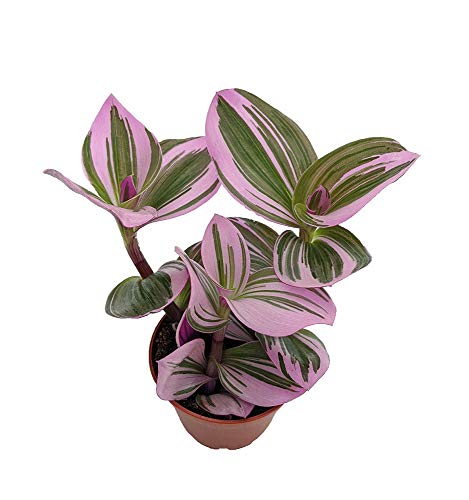 Collector's Rare Nanouk Pink Tradescantia - 2.5