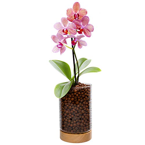 Glass Indoor Planter with Water Level Control & Wooden Base