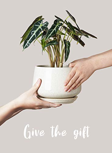 Tropical Ceramic Planters Set with Saucer