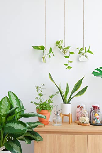 Hanging Glass Terrarium for Hydroponic Plants