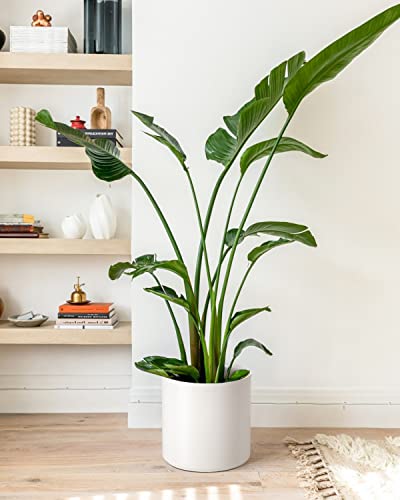 Ceramic 12" Tropical Plant Pot, Mid-Century Style White