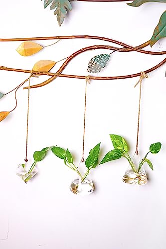 Hanging Glass Terrarium for Hydroponic Plants