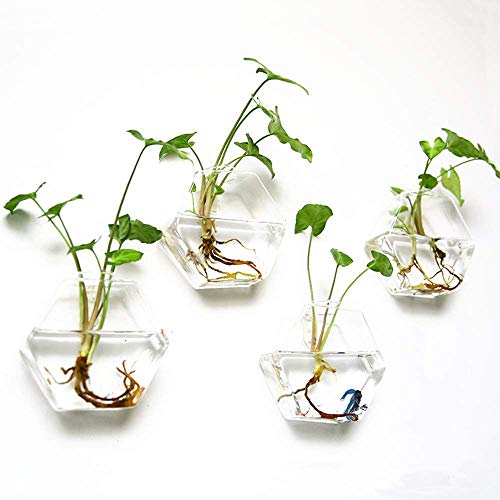 Hexagon Glass Planter Set for Plant Lovers