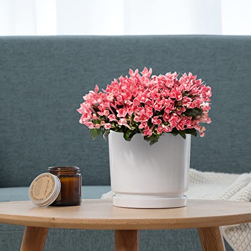 White Ceramic Planters with Saucers - 3 Pack