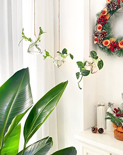 Hanging Glass Terrarium for Hydroponic Plants