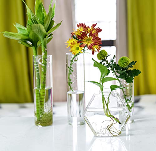 Hexagon Glass Planter Set for Plant Lovers