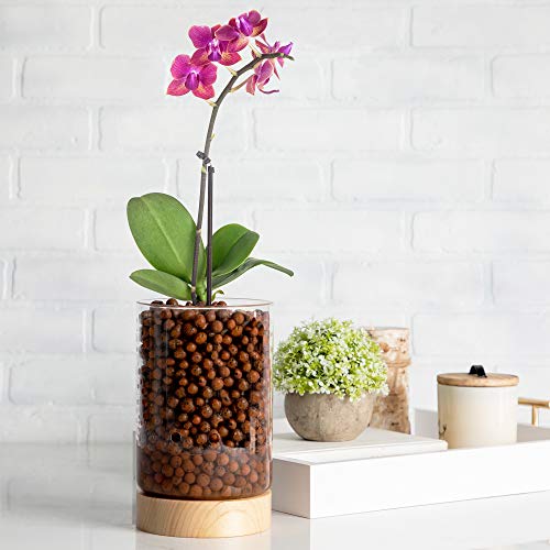 Glass Indoor Planter with Water Level Control & Wooden Base
