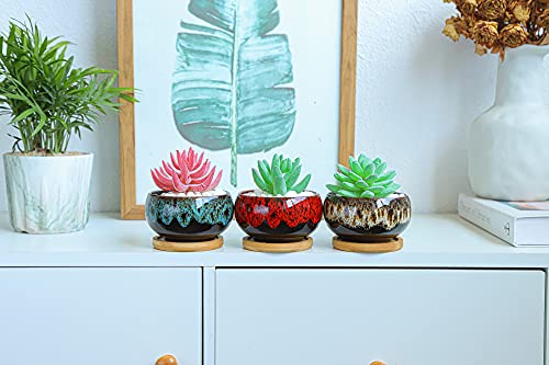 Set of 5 Cute Succulent Pots with Saucers