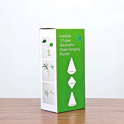 Hanging Glass Terrarium for Hydroponic Plants