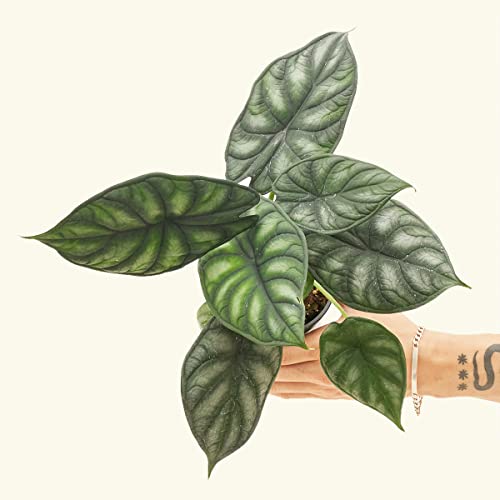 Dragon Scale Alocasia Plant (4-inch Pot)