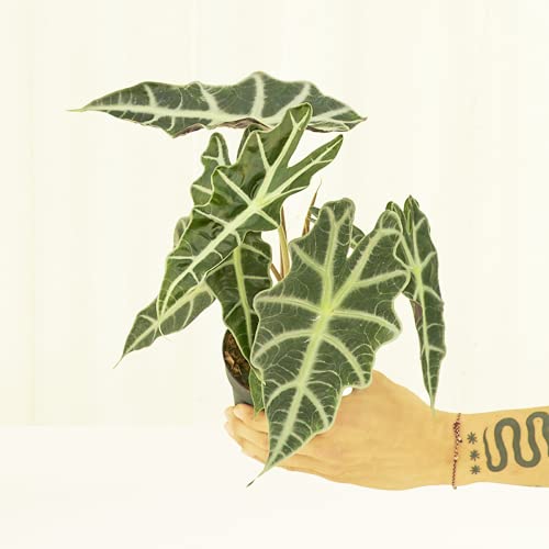 Rooted® Alocasia Polly - Live Indoor Houseplant