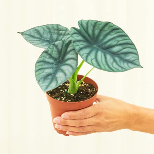 Rare Alocasia Nebula Plant - Live 4-inch Pot