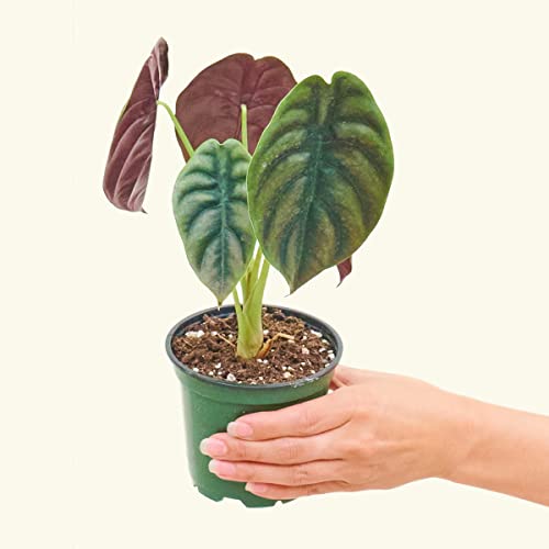 Live Red Secret - Easy Houseplant (4-inch Pot)