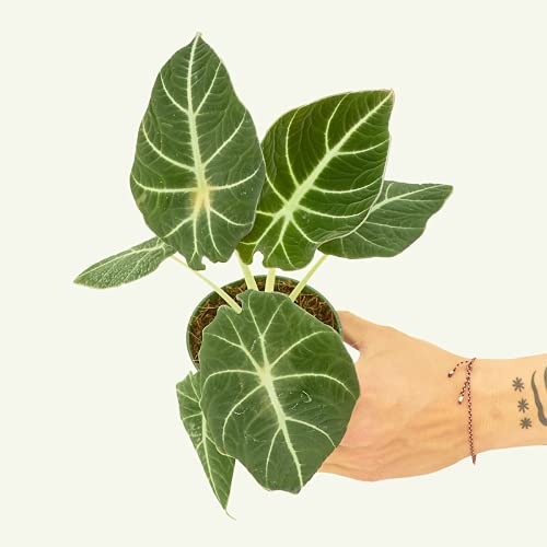 Live Easy-Care Black Velvet Alocasia Plant