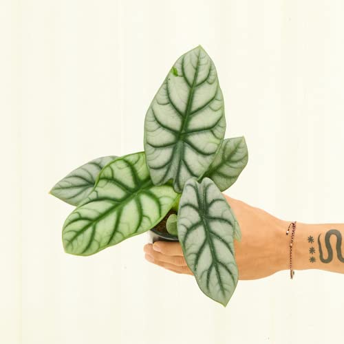 Rare Live Easy-to-Grow Alocasia 'Silver Dragon' Plant