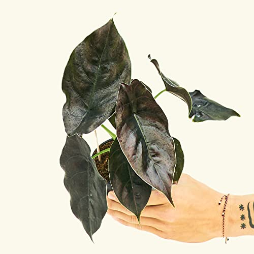 Rare Alocasia 'Red Mambo' Houseplant (4-inch Pot)