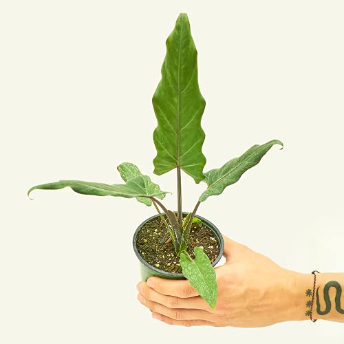 Bundle Alocasia Box | Live, Easy Houseplant (4-inch Pot)
