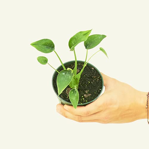 Bundle Alocasia Box | Live, Easy Houseplant (4-inch Pot)