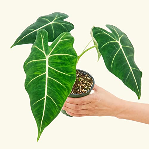 Alocasia Micholitziana 'Frydek' | Live, Easy Houseplant (4" Wide Pot)