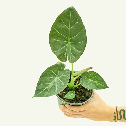Regal Shield Elephant Ear Plant (6" Pot)