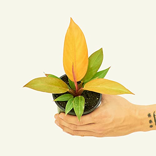 Orange Philodendron - Live Houseplant (4-inch Pot)