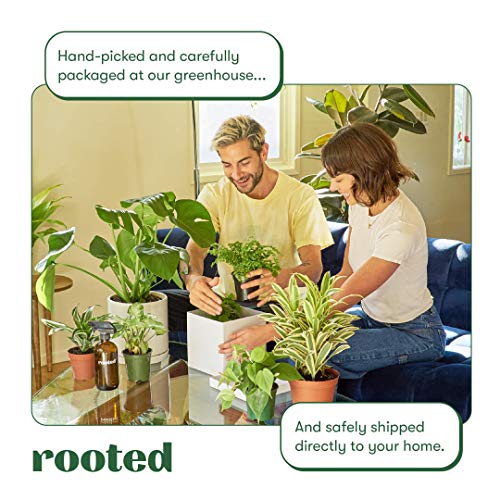 Regal Shield Elephant Ear Plant (6" Pot)