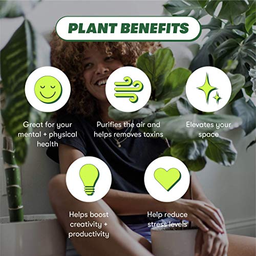 Orange Philodendron - Live Houseplant (4-inch Pot)