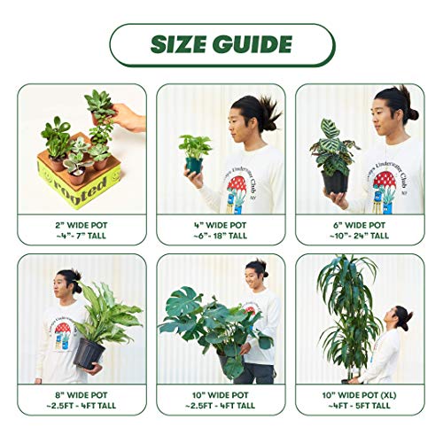 Regal Shield Elephant Ear Plant (6" Pot)