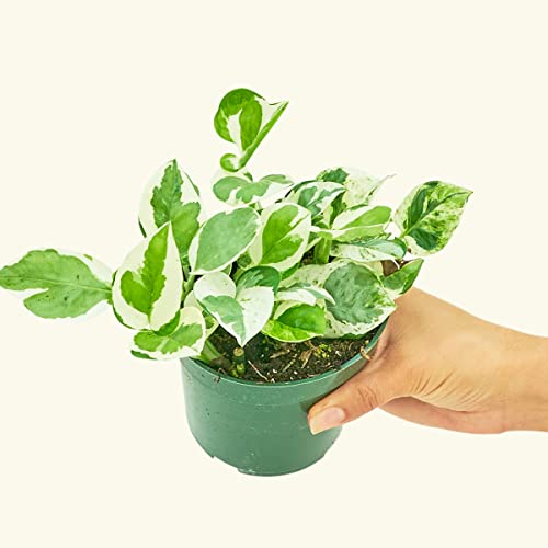 Pothos N'Joy Epipremnum Aureum | Live, Easy Houseplant (4-inch Pot)