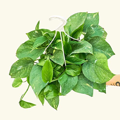 Golden Pothos - Epipremnum aureum | Live, Easy, and Beautiful Houseplant (8" Wide Pot)