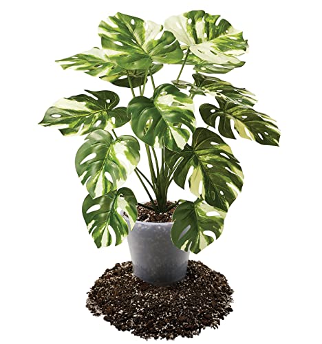 Gardenera Aroid Potting Mix - Soil Free