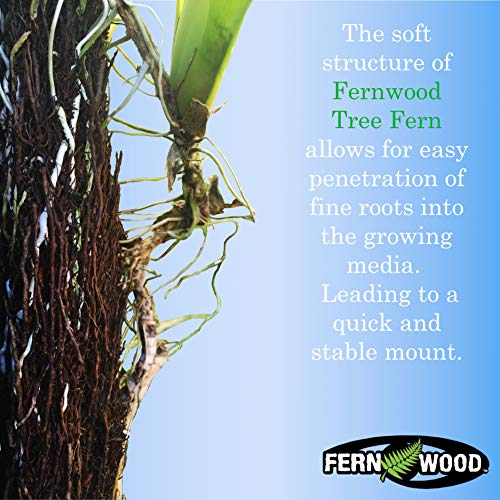 Fernwood Tree Fern Mounting Board - Natural & Sustainable