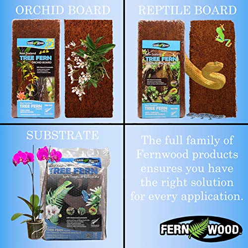 Fernwood Tree Fern Mounting Board - Natural & Sustainable