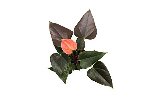 Rainbow Anthurium - 4" from California Tropicals