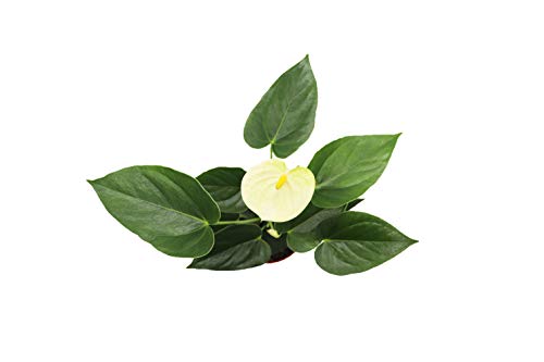 Vanilla Anthurium - 4" from California Tropicals