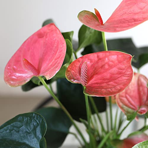 Pink Anthurium in Matte Pink Ceramic - Fresh Blooms, Lovely Décor