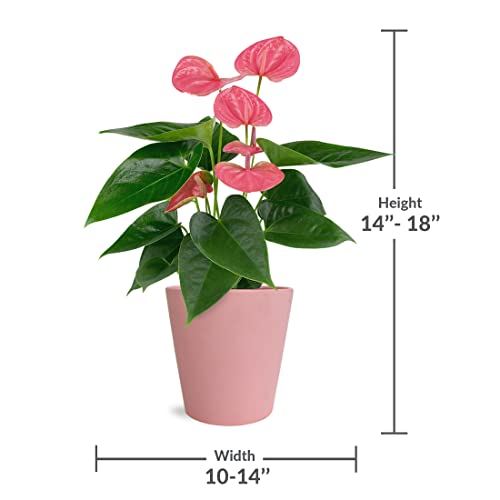 Pink Anthurium in Matte Pink Ceramic - Fresh Blooms, Lovely Décor