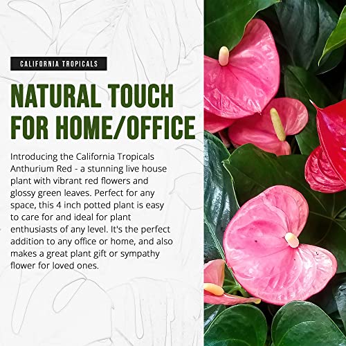 Red Anthurium Indoor Plant - 4" Pot