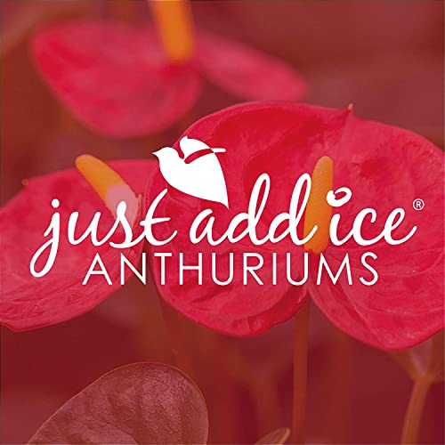 Pink Anthurium in Matte Pink Ceramic - Fresh Blooms, Lovely Décor