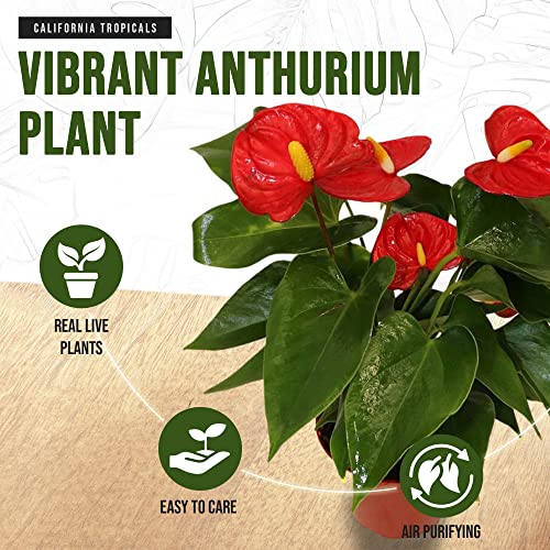 Red Anthurium Indoor Plant - 4" Pot