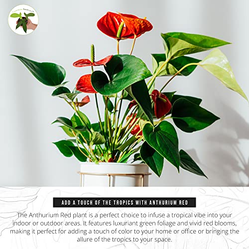 Red Anthurium Indoor Plant - 4" Pot