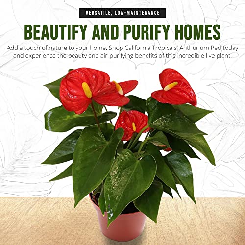 Red Anthurium Indoor Plant - 4" Pot