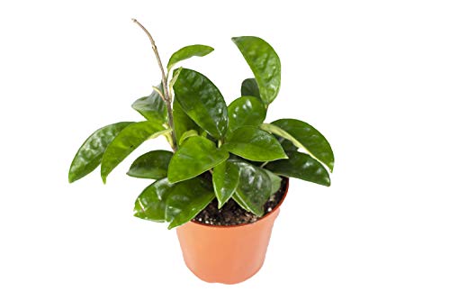 Live Krinkle Wax Plant - Unique Houseplant