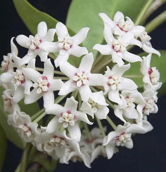 White Hoya Live Plant, 5 Inches Tall
